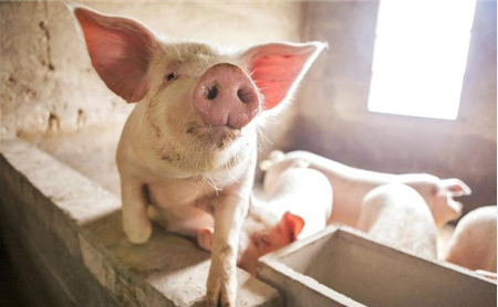 ���콫���������Ŵ�����η�գ�